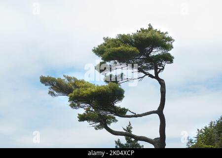Pine Tree against Cloudy Sky Stock Photo