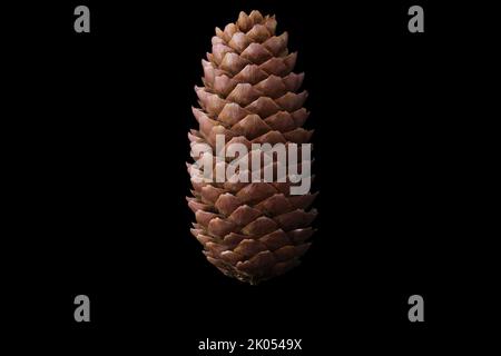 brown pine cone vertically on black background Stock Photo