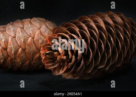 two brown pine cones one open and the other closed Stock Photo