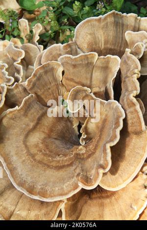 Meripilus Giganteus, brown fungus growing wild, in layers around a tree ...