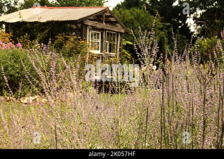 Flowers of Russian sage (Salvia yangii) in a garden Stock Photo