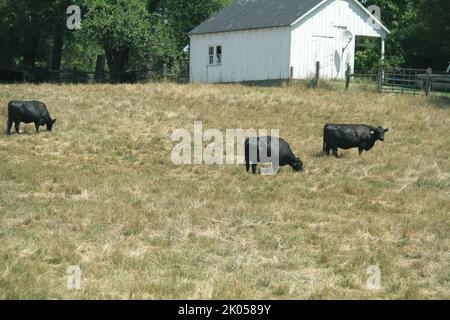 Cattle farm in Virginia, USA Stock Photo
