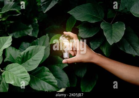 Hand holding light bulb,natural energy and love the world concept. Stock Photo