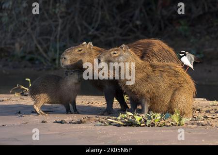 Animal Da Silhueta Do Preto Do Mamífero Do Roedor Do Capybara Ilustração do  Vetor - Ilustração de selvagem, imagem: 92230307
