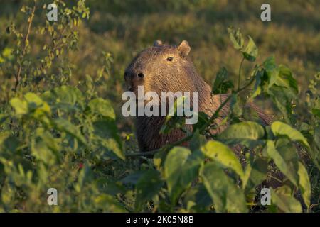 An adult Capybara (Hydrochoerus hydrochaeris) in the Pantanal of Brazil. Stock Photo