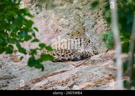 Persian leopard (Panthera pardus saxicolor) lying on rock, captive Stock Photo