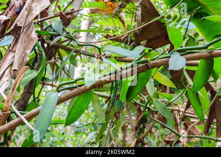 Beautiful vanilla plant with flower and green pods in the plantation Stock Photo