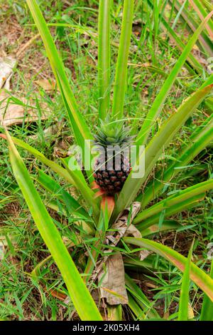 Pineapple plant with unripe fruit growing in the garden Stock Photo