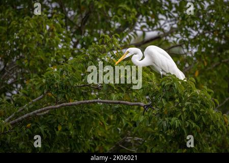 A Great White Egrets roost on a tree limb after feeding on prey in the inter-tidal zone on the Cairns Esplanade in Far North Queensland, Australia. Stock Photo