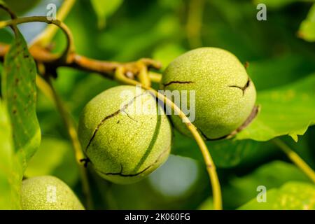 Green unripe walnuts hang on a branch. Green leaves and unripe walnut. Fruits of a walnut. Stock Photo