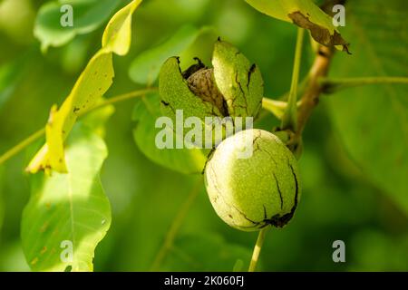 Green unripe walnuts hang on a branch. Green leaves and unripe walnut. Fruits of a walnut. Stock Photo