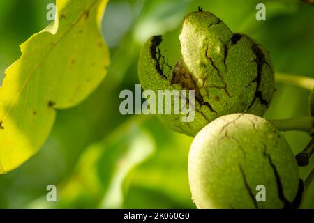 Green unripe walnuts hang on a branch. Green leaves and unripe walnut. Fruits of a walnut. Stock Photo