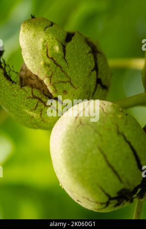 Green unripe walnuts hang on a branch. Green leaves and unripe walnut. Fruits of a walnut. Stock Photo