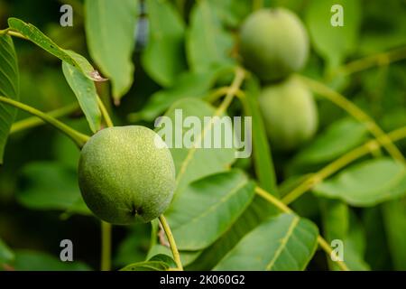 Green unripe walnuts hang on a branch. Green leaves and unripe walnut. Fruits of a walnut. Stock Photo
