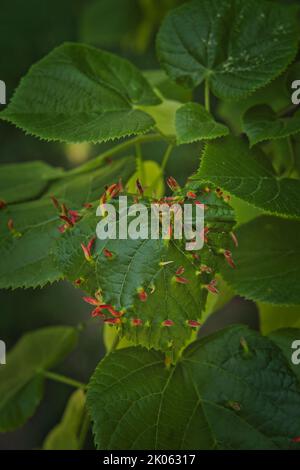 A Macro of many Galls or cecidia outgrow of Galls wasp eggs on the surface of Fagus leaves Stock Photo