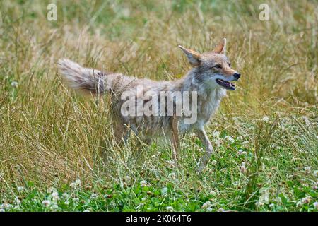 Kojote (Canis latrans), in meadow Stock Photo