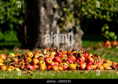 Piles of fallen apples on a lawn at the foot of an old apple tree Stock Photo