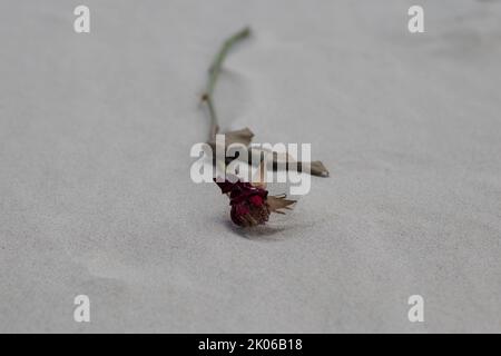 Single Burned Dried Rose on sand Stock Photo