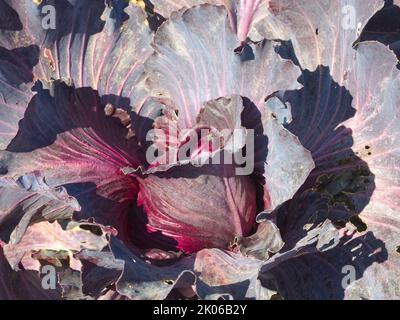 Red pointed cabbage in a garden Stock Photo