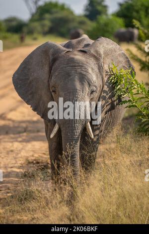 African bush elephant by track facing camera Stock Photo