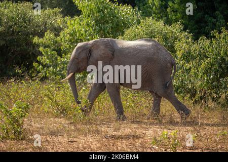 African bush elephant passes bushes in sunshine Stock Photo - Alamy