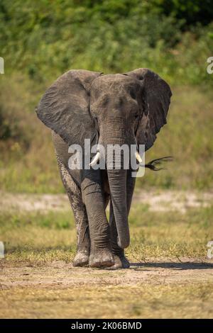 African bush elephant crosses grassland in sunshine Stock Photo - Alamy