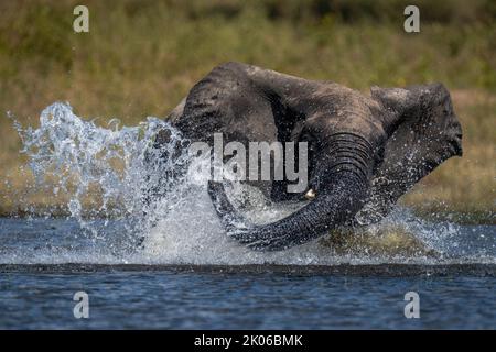 African bush elephant makes spray in shallows Stock Photo - Alamy