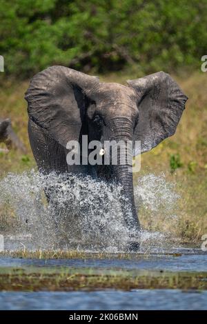 African bush elephant splashes through shallow water Stock Photo - Alamy