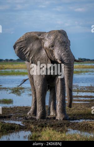 African bush elephant stands covered in dust Stock Photo - Alamy