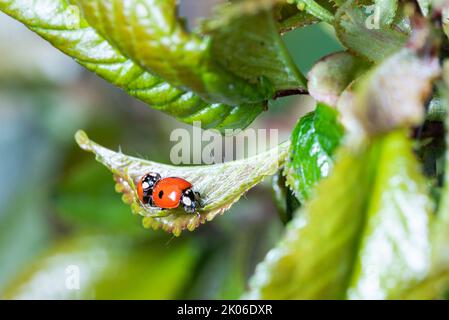 Red ladybugs on green leaves. Colorful, useful insects on a young, shiny leaf. Two ladybugs close-up. Stock Photo