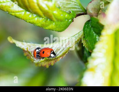 Red ladybugs on green leaves. Colorful, useful insects on a young, shiny leaf. Two ladybugs close-up. Stock Photo