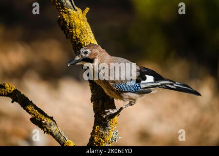 Common Jay or Garrulus glandarius, passerine of the corvid family. Stock Photo