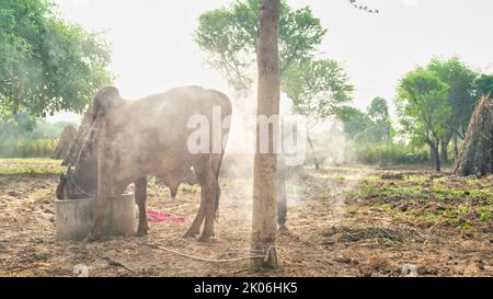 Indian farmer burning neem tree leaves to save his cows from lumpy or lampi disease. Precaution of lumpy disease. Stock Photo