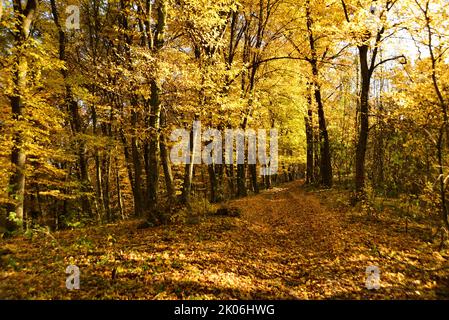 Autumn colors in the Transylvanian woods Stock Photo