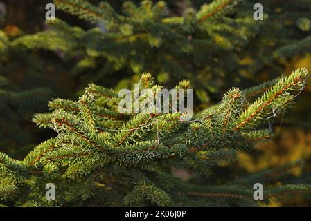 Close up of a pine tree with spider's web threads Stock Photo