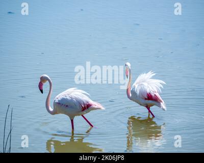 pair of pink flamingos walk in the shallow water Stock Photo