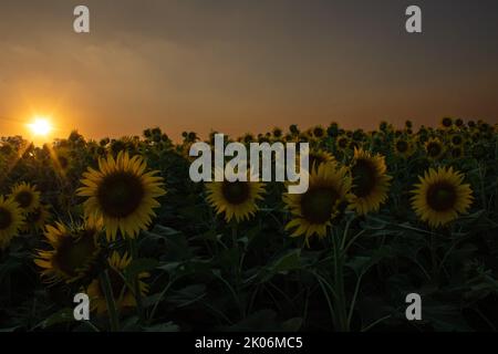 Sunflower garden on the evening sunset timing in Thiruttani Tamilnadu