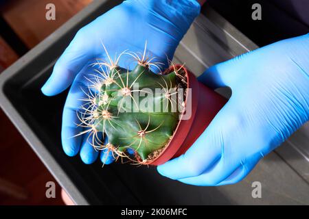 Close-up of a cactus transplant by female hands in gloves Stock Photo
