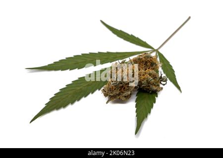 Cannabis leaf with dried flower isolated on white background Stock Photo
