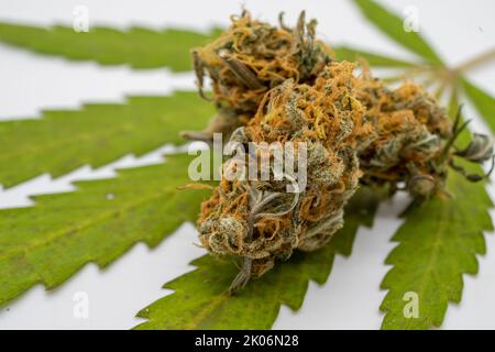 dried flower isolated with leaf on white background Stock Photo