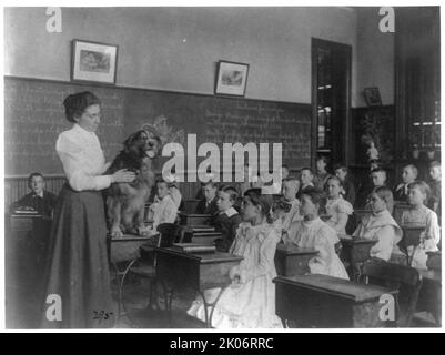 Classroom scenes in Washington, D.C. public schools: studying live dog, 5th Division, (1899?). Stock Photo