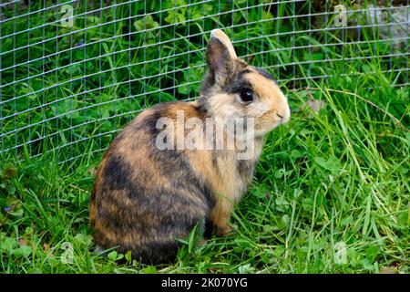 adorable and fluffy three-colored dwarf rabbit on the green meadow on a fine Easter day in spring Stock Photo