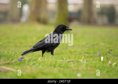 Carrion Crow on the grass looking for food, corvid family Stock Photo