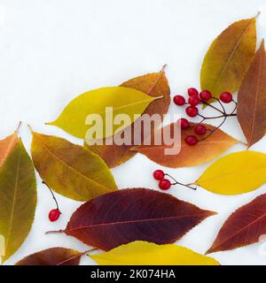 Autumn floral background with bright multi-colored beautiful fallen leaves and viburnum berries Stock Photo