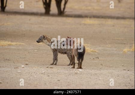 Spotted Hyaena ( Crocuta crocuta ) Kgalagadi Transfrontier  Park, South Africa Stock Photo