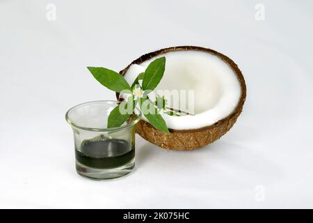 False Daisy or Eclipta Alba juice with Coconut. used as natural hair care. Hair Regrowth Oil, Bhringaraj Hair Oil. Stock Photo