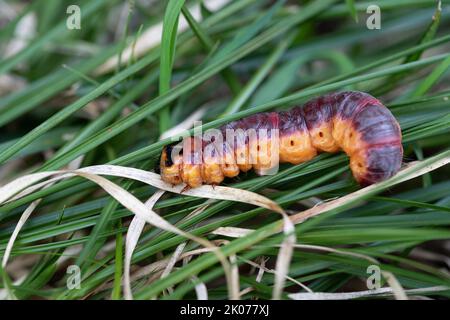 Goat moth (Cossus cossus), caterpillar on grass, Eschenlohe, Bavaria, Germany Stock Photo