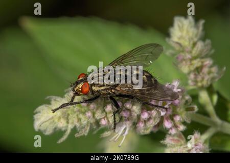Grey flesh fly (Sarcophagia carnaria), female on horse mint (Mentha longifolia), Baden-Wuerttemberg, Germany Stock Photo