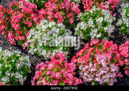 Flowering with busy lily (impatiens walleriana), in Fischen, Allgaeu, Bavaria, Germany Stock Photo
