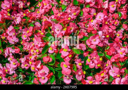 Flowering with busy lily (impatiens walleriana), in Fischen, Allgaeu, Bavaria, Germany Stock Photo